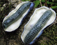 猫屎瓜的营养价值,猫屎瓜图片