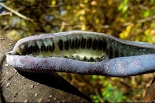 猫屎瓜功效,猫屎瓜的营养价值 猫屎瓜功效,猫屎瓜的营养价值