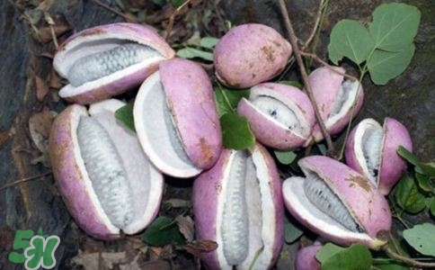 八月炸的营养价值及功效,八月炸的营养价值