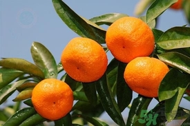 一个蜜桔的热量有多少,蜜桔 热量 一个蜜桔的热量有多少,蜜桔 热量