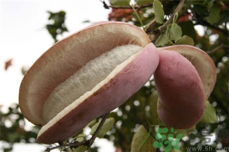 八月炸好吃吗什么味道,八月炸怎么吃?