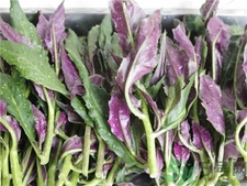 紫背天葵和哪些食物相克,紫背天葵的功效和副作用 紫背天葵和哪些食物相克,紫背天葵的功效和副作用