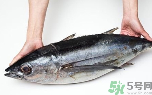 金枪鱼的营养价值及功效和禁忌,金枪鱼的作用和功效 金枪鱼的营养价值及功效和禁忌,金枪鱼的作用和功效