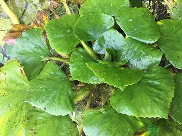 菱角可以和猪肉一起吃吗,菱角和哪种肉不能一起吃?