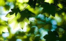 头伏吃什么,头伏二伏三伏吃什么