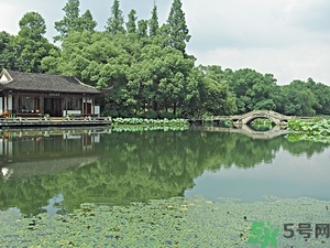 菱角长什么样子,菱角长什么样子图片 菱角长什么样子,菱角长什么样子图片