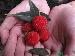 吃杨梅有啥好处,杨梅的好处和功效 吃杨梅有啥好处,杨梅的好处和功效