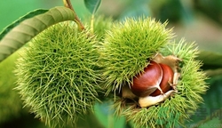 慢性胃炎能吃板栗吗,慢性胃炎能吃板栗吗还有肠胃也不好 慢性胃炎能吃板栗吗,慢性胃炎能吃板栗吗还有肠胃也不好