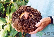 食用魔芋的作用和功效,常吃魔芋有什么好处