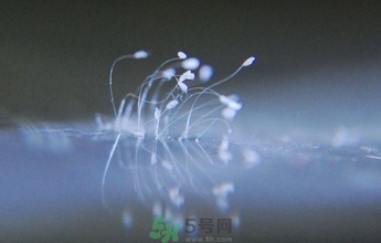 优昙花是什么花,优昙花和昙花的区别