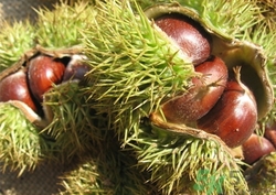 板栗皮的功效和作用及禁忌,板栗皮能吃吗?