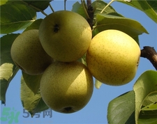 吃了梨子不能吃什么?,梨子哪些人不能吃