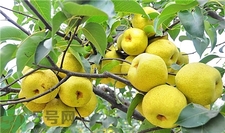 秋天吃梨子的功效和作用,吃梨的好处是什么