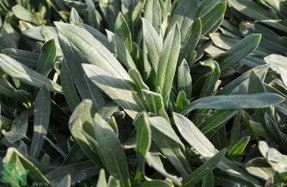 毛妮菜的功效和作用,毛妮菜的药用价值