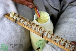 蜂王浆是凉性的还是热性的,蜂王浆性热还是寒