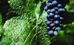 葡萄适合什么时候吃最好,吃葡萄的最佳时间是什么季节