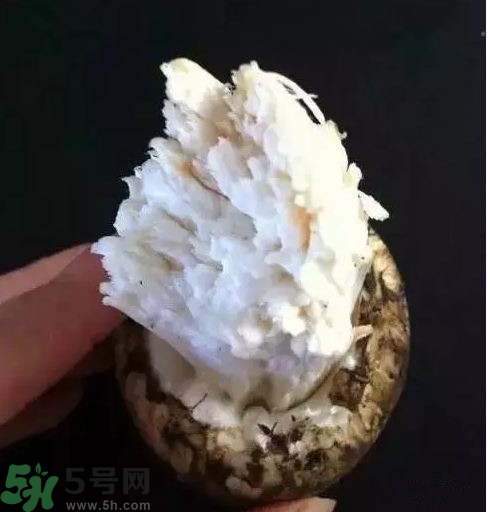 松茸生虫子了还能吃吗?,干松茸生虫了还能吃吗 松茸生虫子了还能吃吗?,干松茸生虫了还能吃吗