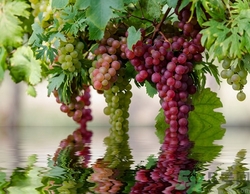 把葡萄冷冻以后还可以吃吗,葡萄可以放冷冻吗