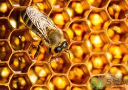 蜂胶有激素吗?什么人不能吃?,巴西蜂胶有激素吗