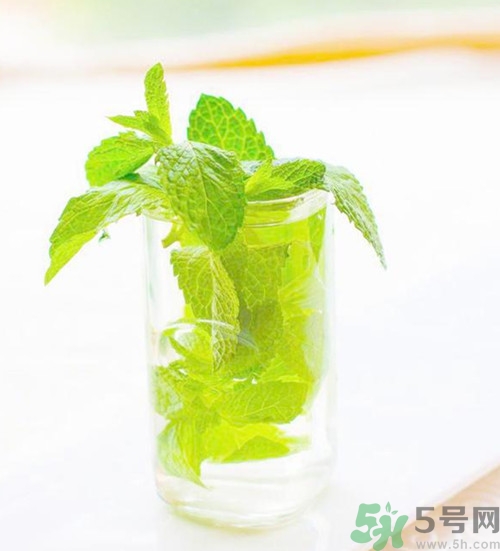 薄荷有驱蚊的效果吗,薄荷可以驱蚊子吗 薄荷有驱蚊的效果吗,薄荷可以驱蚊子吗