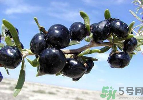 吃黑枸杞会上火吗?,吃黑枸杞会上火吗吃多要小心上火