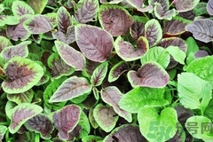 冬寒菜不能什么一起吃,汉菜的功效和禁忌