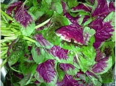 汉菜的功效和营养价值,汉菜的功效和作用禁忌