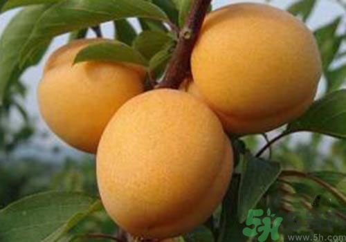 杏子没熟可以吃吗,杏仁没熟可以吃吗