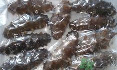 泡发的海参如何保存,泡发的海参可以泡水里保存吗