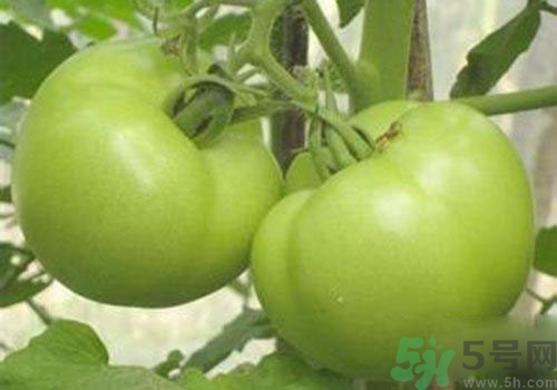 番茄有什么功效,青番茄能吃吗?