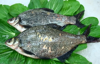 隔夜的鱼能不能吃,隔夜鱼能吃不能吃