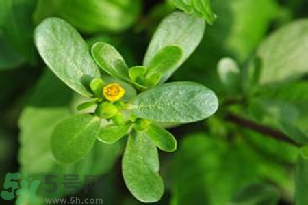 马齿苋能治扁平疣吗,马齿苋治疗扁平疣的具体方法 马齿苋能治扁平疣吗,马齿苋治疗扁平疣的具体方法