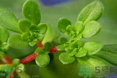 马齿苋是酸性还是碱性食物,马齿苋是酸性还是碱性的