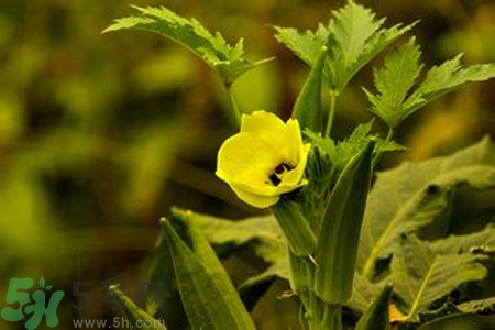 秋葵花可以吃吗,秋葵可以直接吃吗