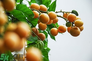 黄皮果孕妇能吃吗,孕妇可以吃黄果皮吗