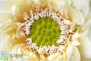 莲蓬是什么东西,莲蓬是什么东西的果实