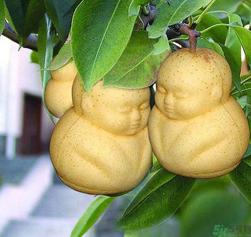 人参果是发物吗?,人参果是不是发物