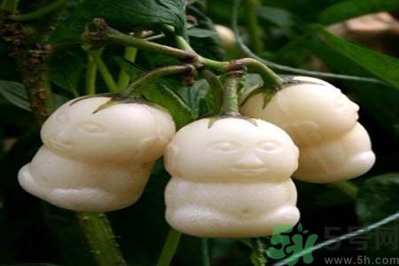 人参果有哪些功效,人参果是热性还是凉性便秘者可以吃吗