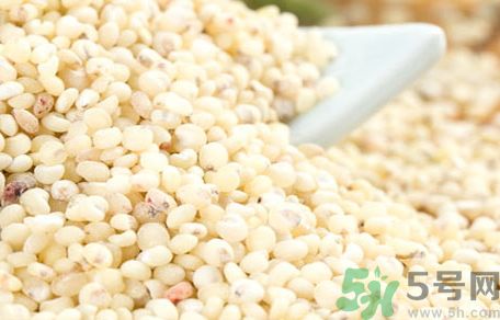 高粱米就是薏米吗,高粱米跟薏米有什么区别
