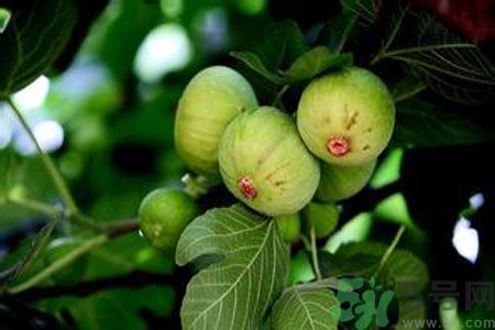 无花果是发物吗皮肤病,无花果是发物吗