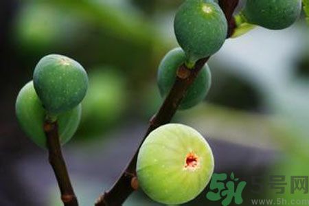 无花果是热性还是凉性的水果,吃无花果有什么功效和作用