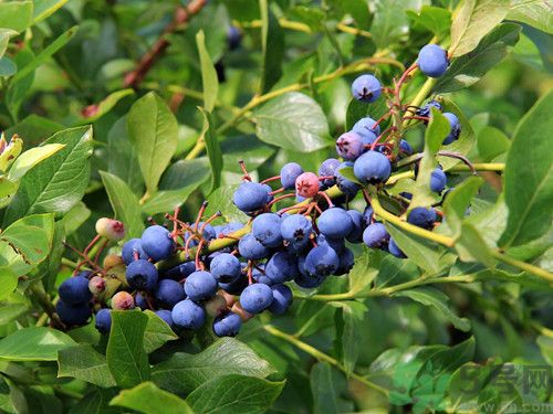 蓝莓是什么季节成熟的,蓝莓是秋天成熟的吗