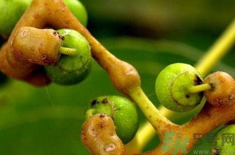 鸡爪梨怎么泡酒的做法,鸡爪果怎么泡酒