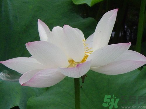 荷花泡水喝有什么功效,荷花泡水喝的作用和功效