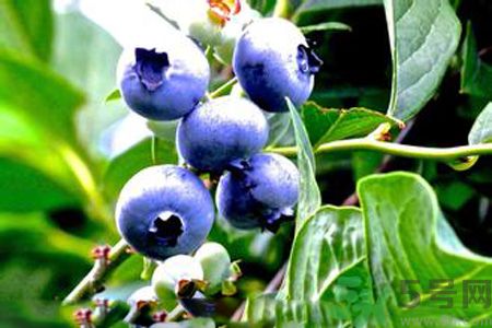 蓝莓上面的白色需要洗掉吗,蓝莓上的白色粉末要洗掉吗 蓝莓上面的白色需要洗掉吗,蓝莓上的白色粉末要洗掉吗