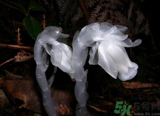 死亡之花是哪些花