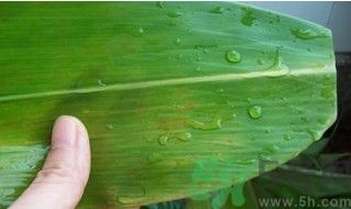 粽子的包法步骤图解简单,粽子的包法教程