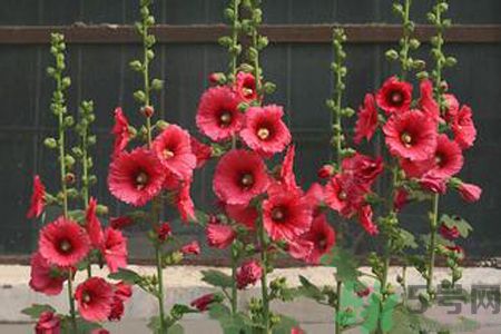 什么是蜀葵花,什么是蜀葵?