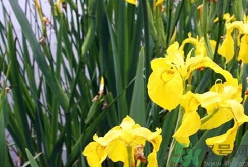 菖蒲是凉性的吗,菖蒲是热性还是凉性