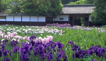 菖蒲是艾叶吗,菖蒲艾叶的功效和作用